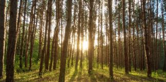 Research finds nature-based activities can improve mood, reduce anxiety Research finds nature-based activities can improve mood, reduce anxiety