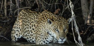 Research yields insights into the ecology of fishing jaguars, including rare social interactions Research yields insights into the ecology of fishing jaguars, including rare social interactions