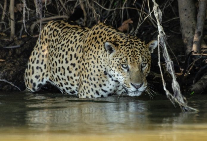 Research yields insights into the ecology of fishing jaguars, including rare social interactions