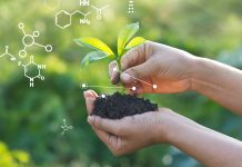 Researchers can switch on plants’ response to light Researchers can switch on plants’ response to light