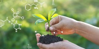 Researchers can switch on plants’ response to light Researchers can switch on plants’ response to light