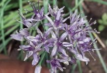 Researchers just described a new onion species from the Himalaya Researchers just described a new onion species from the Himalaya