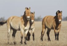 Researchers prove the Northern Caucasus focus of horse domestication for Eurasia Researchers prove the Northern Caucasus focus of horse domestication for Eurasia