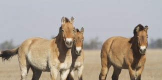 Researchers prove the Northern Caucasus focus of horse domestication for Eurasia Researchers prove the Northern Caucasus focus of horse domestication for Eurasia