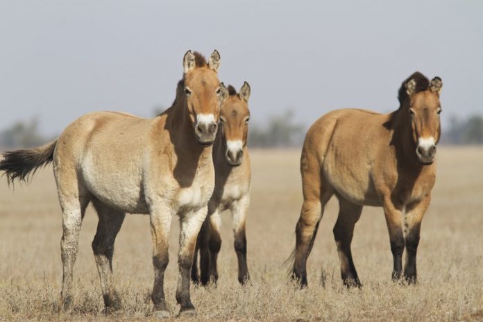 Researchers prove the Northern Caucasus focus of horse domestication for Eurasia