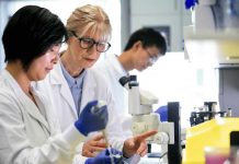 Scientists identify core genetic networks driving human embryonic stem cell behavior Scientists identify core genetic networks driving human embryonic stem cell behavior