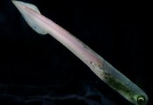 Scientists name ancient eel-like species after Black Sabbath guitarist Scientists name ancient eel-like species after Black Sabbath guitarist