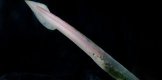 Scientists name ancient eel-like species after Black Sabbath guitarist Scientists name ancient eel-like species after Black Sabbath guitarist