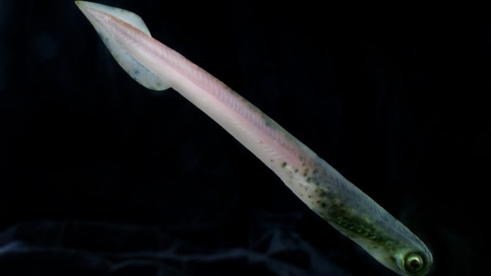 Scientists name ancient eel-like species after Black Sabbath guitarist