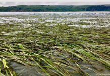 Seagrass restoration research shows rapid recovery of ecosystem functions Seagrass restoration research shows rapid recovery of ecosystem functions