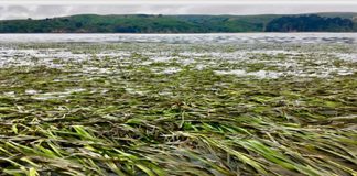 Seagrass restoration research shows rapid recovery of ecosystem functions Seagrass restoration research shows rapid recovery of ecosystem functions