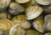 Shellfish study revises theory of early human population growth Shellfish study revises theory of early human population growth