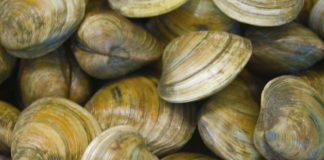 Shellfish study revises theory of early human population growth Shellfish study revises theory of early human population growth