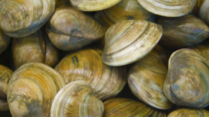 Shellfish study revises theory of early human population growth
