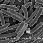 Trait refinement role in evolution discovered in bacteria study Trait refinement role in evolution discovered in bacteria study