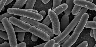 Trait refinement role in evolution discovered in bacteria study Trait refinement role in evolution discovered in bacteria study