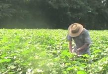 How soil quality affects human health and nutrition How soil quality affects human health and nutrition