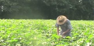 How soil quality affects human health and nutrition How soil quality affects human health and nutrition