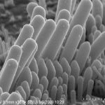 Loud music puts a billion young people at risk for deafness Loud music puts a billion young people at risk for deafness