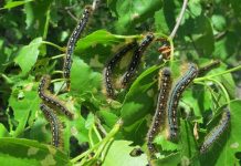 Research: The surprising link between caterpillar poop and our climate Research: The surprising link between caterpillar poop and our climate