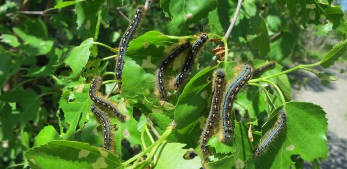 Research: The surprising link between caterpillar poop and our climate