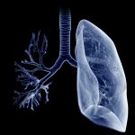 Research delivers road map of lung development Research delivers road map of lung development