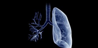 Research delivers road map of lung development Research delivers road map of lung development