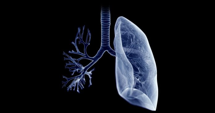 Research delivers road map of lung development