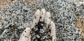 Research outlines challenges to ongoing clean-up of burnt and unburnt nurdles along Sri Lanka’s coastline Research outlines challenges to ongoing clean-up of burnt and unburnt nurdles along Sri Lanka’s coastline