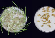 Researchers have developed gene-edited barley that could better your beer Researchers have developed gene-edited barley that could better your beer