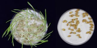Researchers have developed gene-edited barley that could better your beer Researchers have developed gene-edited barley that could better your beer