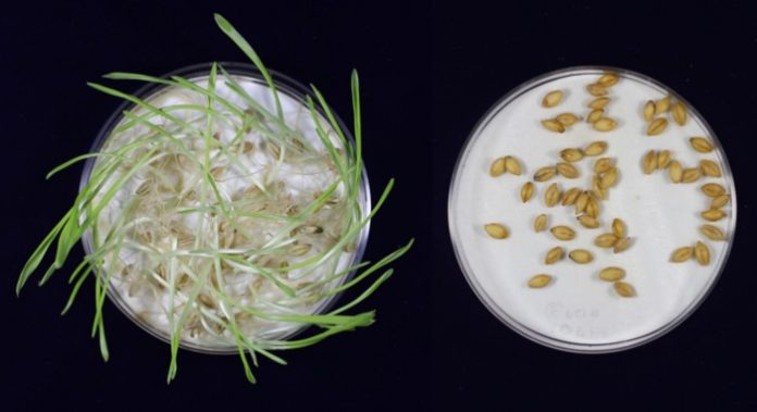Researchers have developed gene-edited barley that could better your beer