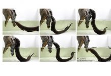 Scientist proves electric eels can leap and kill attackers Scientist proves electric eels can leap and kill attackers