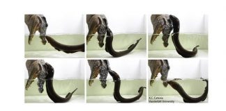 Scientist proves electric eels can leap and kill attackers Scientist proves electric eels can leap and kill attackers