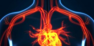 Scientists find benefits and drawbacks to two-step surgical approach for “leaky heart valves” Scientists find benefits and drawbacks to two-step surgical approach for “leaky heart valves”