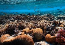 Simple solution proven for coral destruction by pollution Simple solution proven for coral destruction by pollution