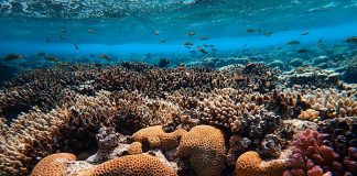 Simple solution proven for coral destruction by pollution Simple solution proven for coral destruction by pollution