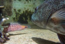 Some fish shown to collaborate as well as chimpanzees and possibly man Some fish shown to collaborate as well as chimpanzees and possibly man