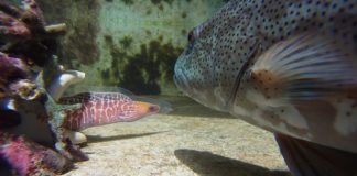 Some fish shown to collaborate as well as chimpanzees and possibly man Some fish shown to collaborate as well as chimpanzees and possibly man