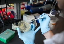 Stanford biochemists produce opiates with yeast and sugar Stanford biochemists produce opiates with yeast and sugar