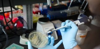 Stanford biochemists produce opiates with yeast and sugar Stanford biochemists produce opiates with yeast and sugar