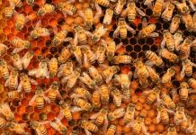 Study: Size matters for bee ‘superorganism’ colonies Study: Size matters for bee ‘superorganism’ colonies