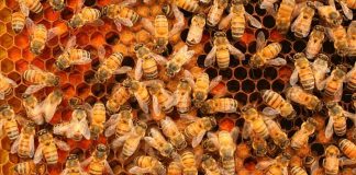 Study: Size matters for bee ‘superorganism’ colonies Study: Size matters for bee ‘superorganism’ colonies