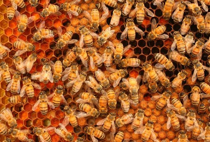 Study: Size matters for bee ‘superorganism’ colonies