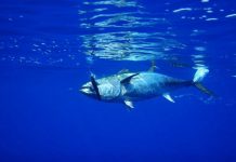 Study shows just how bad polluted tuna is for people Study shows just how bad polluted tuna is for people