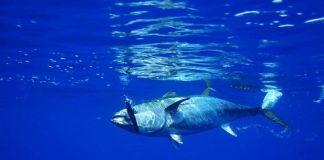 Study shows just how bad polluted tuna is for people Study shows just how bad polluted tuna is for people