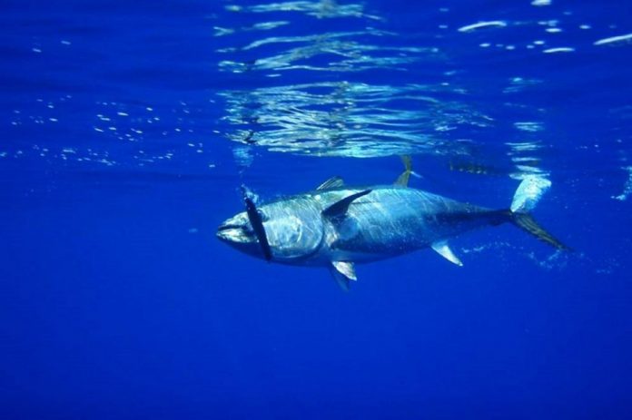 Study shows just how bad polluted tuna is for people