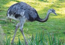 Flightless birds proven to have a flying ancestor Flightless birds proven to have a flying ancestor