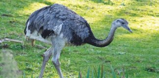 Flightless birds proven to have a flying ancestor Flightless birds proven to have a flying ancestor