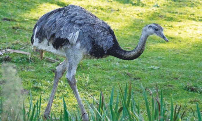 Flightless birds proven to have a flying ancestor